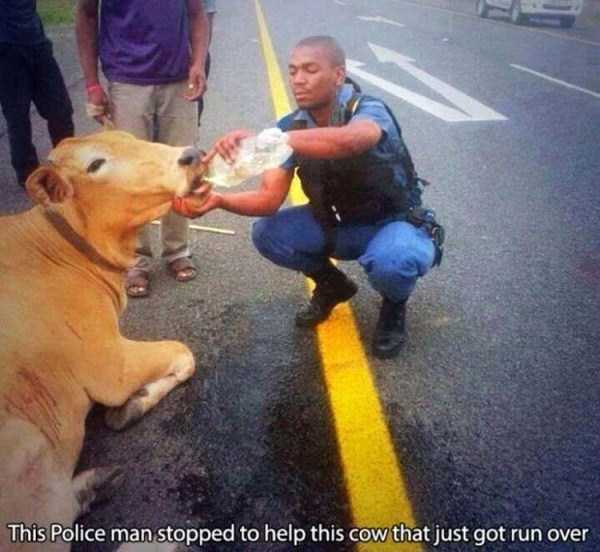 After All Cops Are Humans Just Like Us (60 photos)