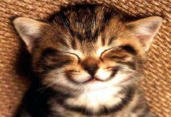 smiling animals 33 Animals With the Most Adorable Smiles (43 photos)