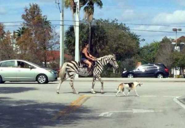 unusual situations 13 These Are Not Ordinary Everyday Situations (80 photos)