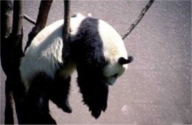 Unlucky Animals Stuck In Odd Places (60 photos) | KLYKER.COM