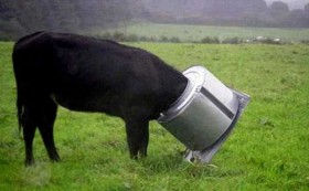 Unlucky Animals Stuck In Odd Places (60 photos) | KLYKER.COM