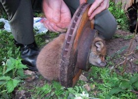 Unlucky Animals Stuck In Odd Places (60 photos) | KLYKER.COM