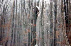Unlucky Animals Stuck In Odd Places (60 photos) | KLYKER.COM