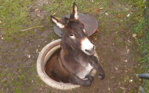 Unlucky Animals Stuck In Odd Places (60 photos) | KLYKER.COM