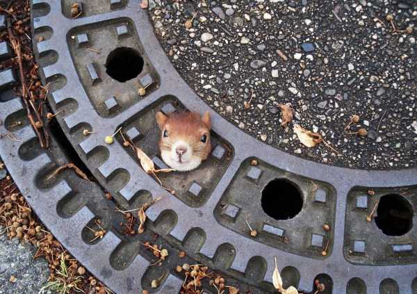 Unlucky Animals Stuck In Odd Places (60 photos)