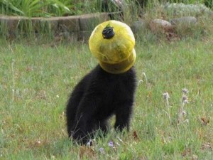 Unlucky Animals Stuck In Odd Places (60 photos) | KLYKER.COM
