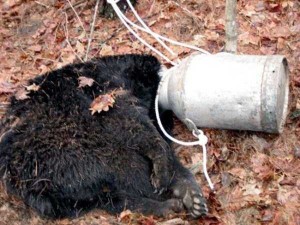 Unlucky Animals Stuck In Odd Places (60 photos) | KLYKER.COM