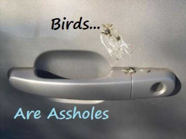 birds are jerks 6