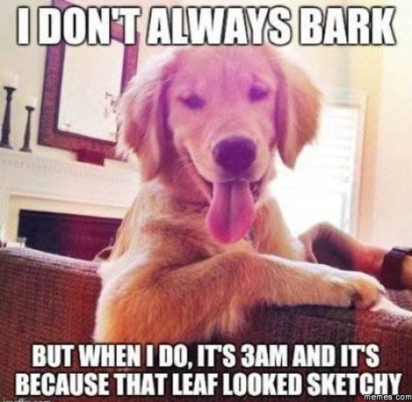Dog Owners Will Understand This Easily (29 photos)