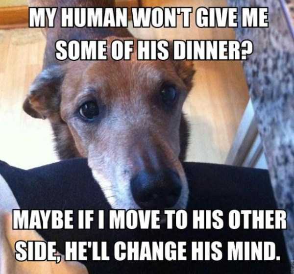 Dog Owners Will Understand This Easily (29 photos)