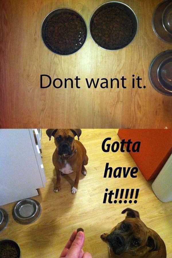 Dog Owners Will Understand This Easily (29 photos)