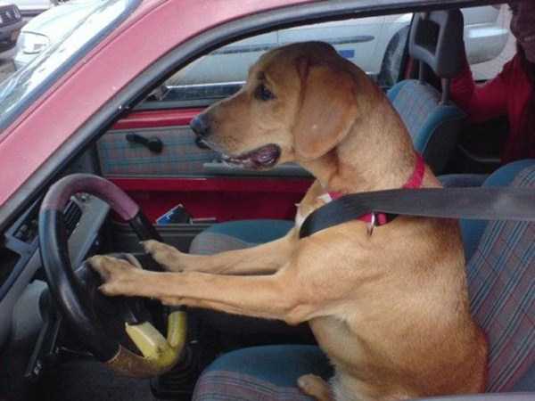 Dogs Who Can Easily Live Without Humans (28 photos)