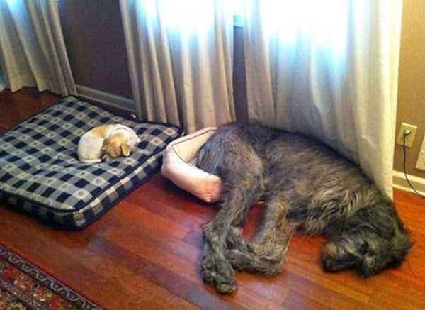 43 Dogs Who Are Clearly Not Regular Sized (43 photos)