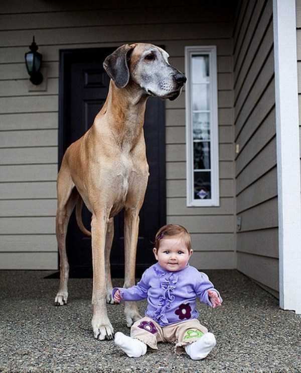 43 Dogs Who Are Clearly Not Regular Sized (43 photos)