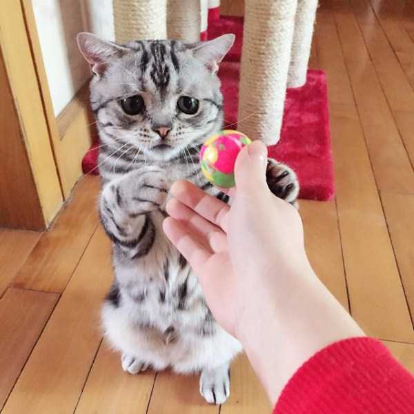 Meet Luhu, The Saddest Looking Cat (15 photos)