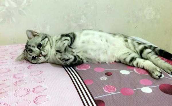 Meet Luhu, The Saddest-Looking Cat (15 photos)