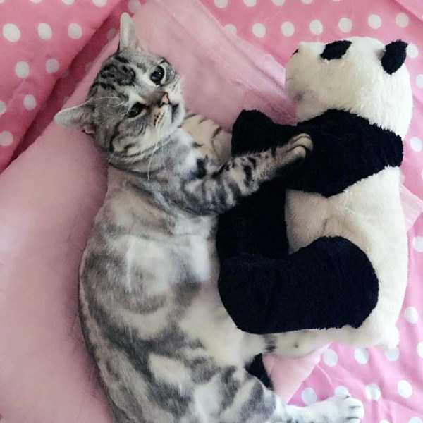 Meet Luhu, The Saddest Looking Cat (15 photos)