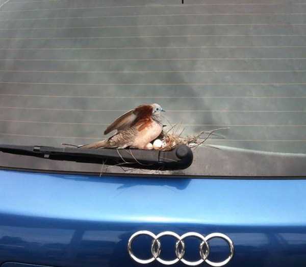 Amazing Birds Nests Built In The Most Unusual Places (35 photos)