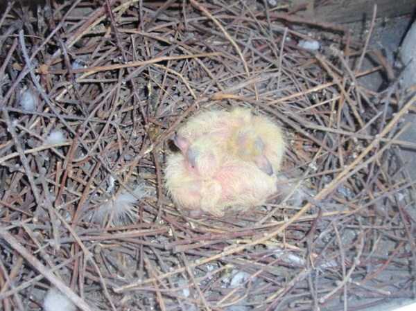 bird nests in unusual places 29