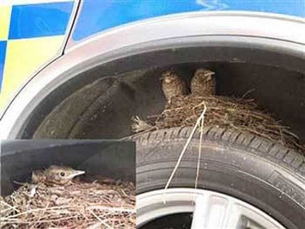 Amazing Birds Nests Built In The Most Unusual Places (35 photos)