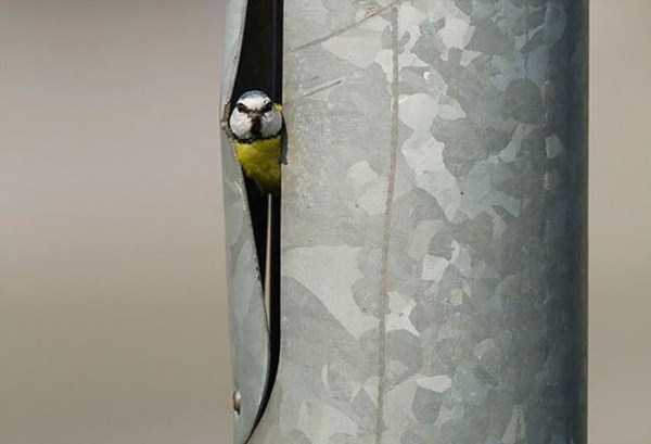 Amazing Birds Nests Built In The Most Unusual Places (35 photos)