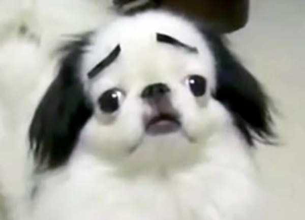 Dogs With Silly Fake Eyebrows (31 photos)