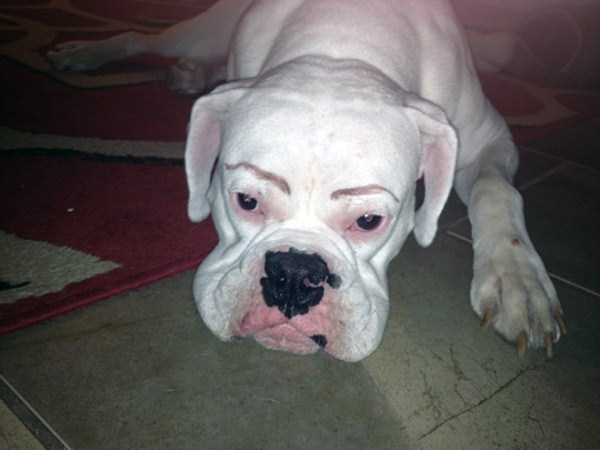 Dogs With Silly Fake Eyebrows (31 photos)