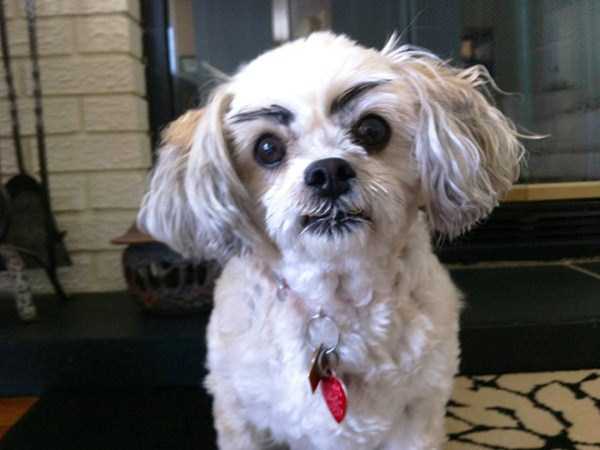 Dogs With Silly Fake Eyebrows (31 photos)