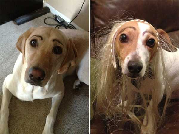 Dogs With Silly Fake Eyebrows (31 photos)