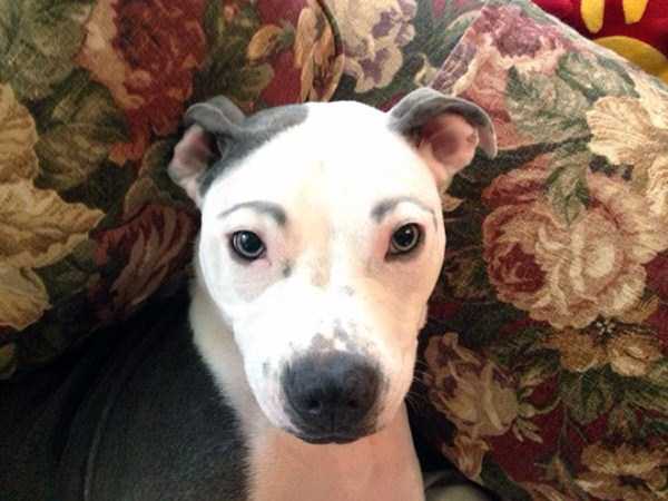 Dogs With Silly Fake Eyebrows (31 photos)