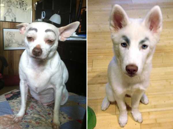 Dogs With Silly Fake Eyebrows (31 photos)