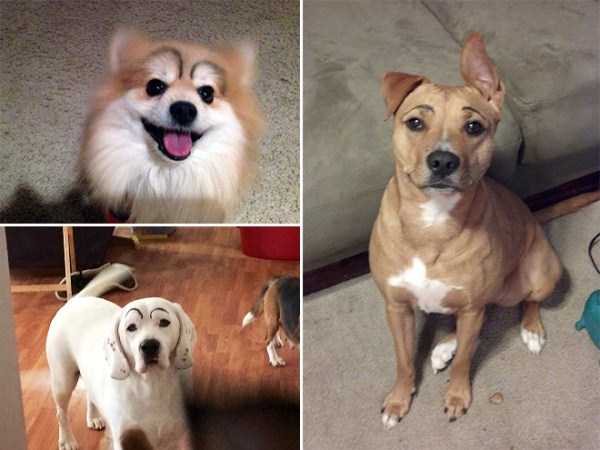 Dogs With Silly Fake Eyebrows (31 photos)