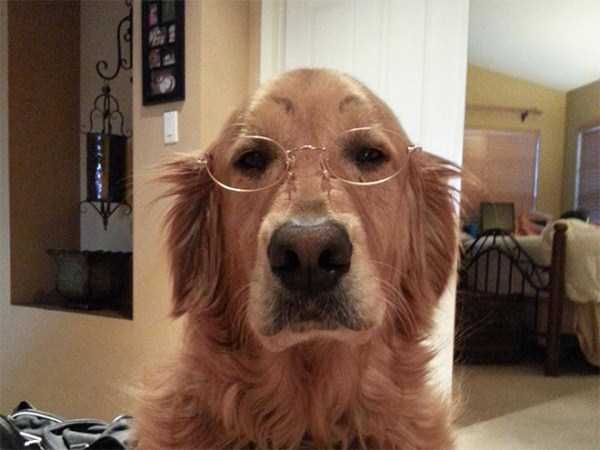 Dogs With Silly Fake Eyebrows (31 photos)