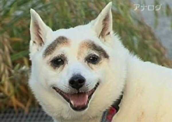 dogs with fake eyebrows 3