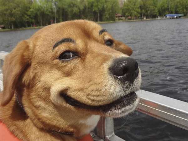 Dogs With Silly Fake Eyebrows (31 photos) 30