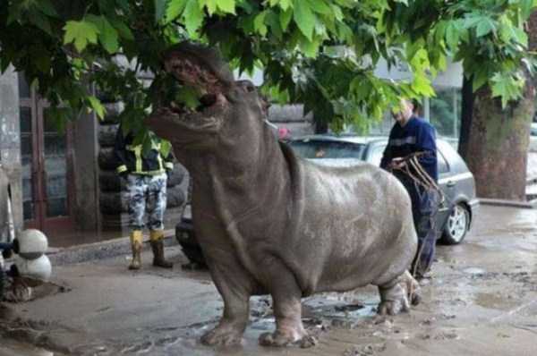 Zoo Animals Roam Free Through Tbilisi (30 photos)