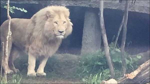 Zoo Animals Roam Free Through Tbilisi (30 photos)