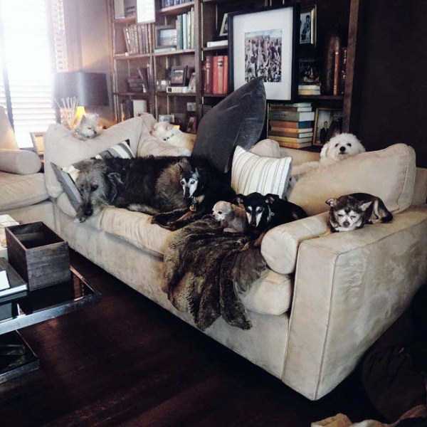 Man Who Shares His Home With A Bunch Of Animals (30 photos)