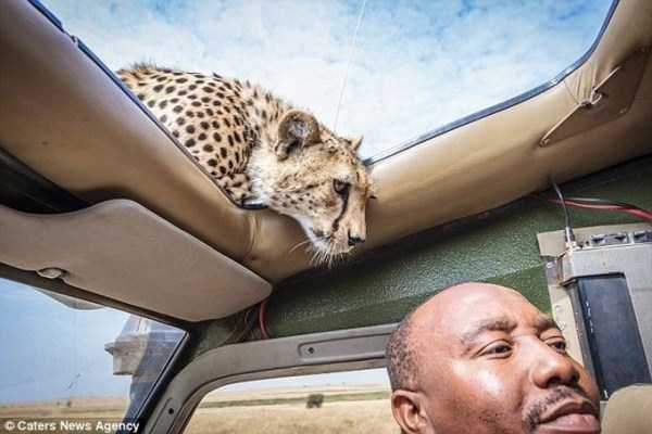 meanwhile in africa 12 Meanwhile in Africa (34 photos)