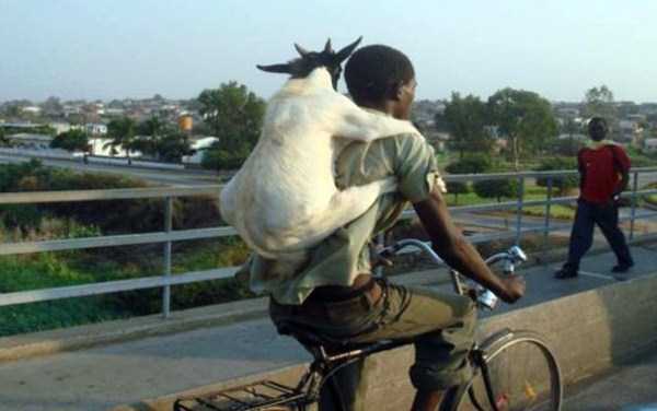 Meanwhile in Africa (34 photos)