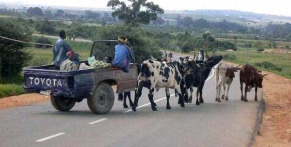 meanwhile in africa 2