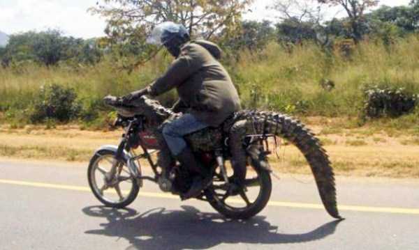 Meanwhile in Africa (34 photos)