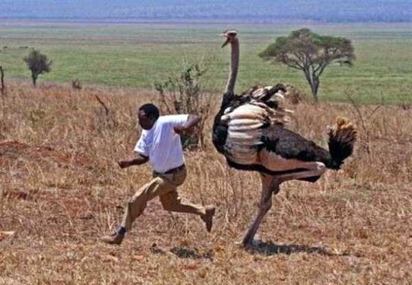 meanwhile in africa 5 Meanwhile in Africa (34 photos)