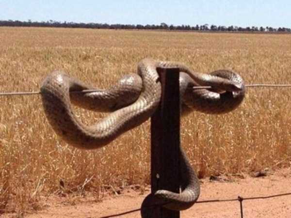 Meanwhile in Australia (49 photos)