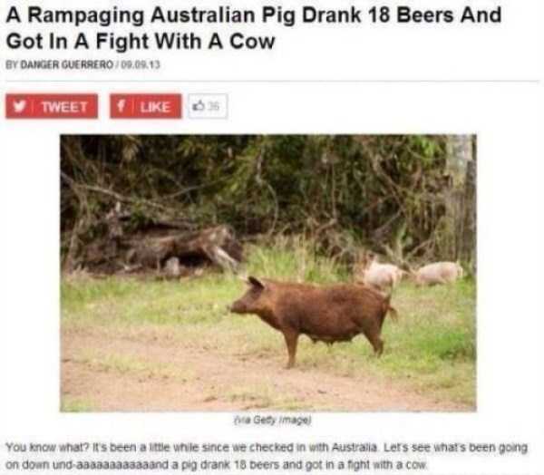 Meanwhile in Australia (49 photos)
