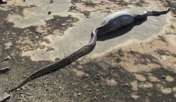 python killed by porcupine 1