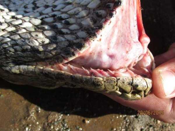 Bizarre Death of Giant South African Python (6 photos)