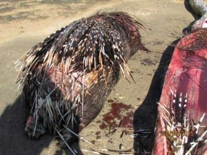 python killed by porcupine 5 300x225