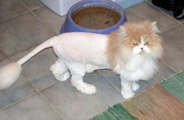 Ridiculously Stupid Cat Haircuts (25 photos)