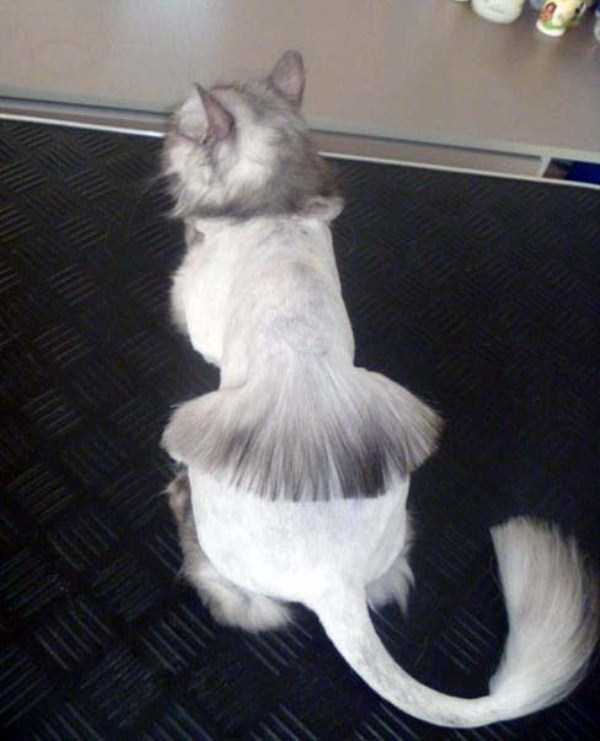 Ridiculously Stupid Cat Haircuts (25 photos)